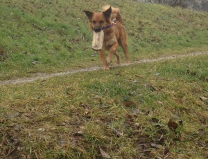 Bandit