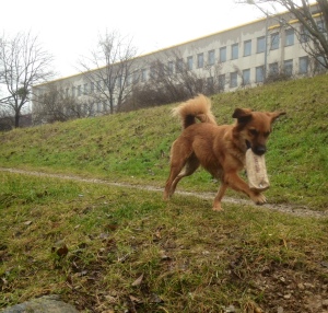 Bandit_